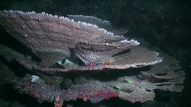 Fondo hermoso único en la noche de fondo marino claro bajo el agua de Maldivas . — Vídeo de stock