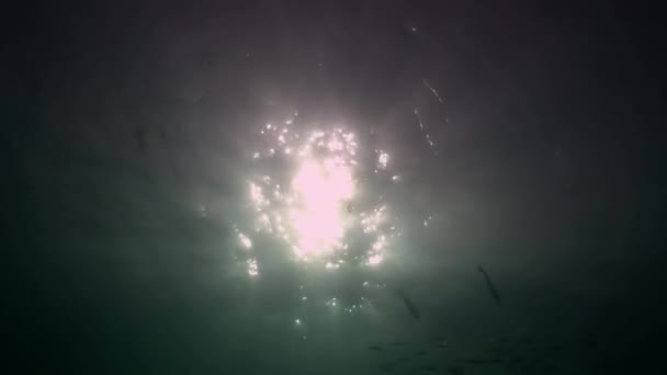 Światło słoneczne na tle jasno podwodnych Malediwów. — Wideo stockowe