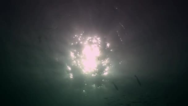 Lumière du soleil sur fond de clair sous-marin des Maldives .