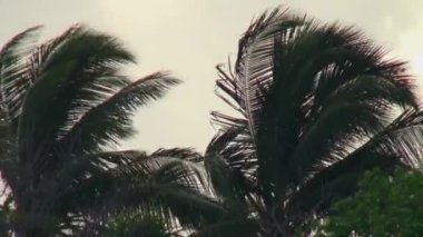 Gri bulutlar gökyüzünde Maldivler sahilde Palm ağaçlar.
