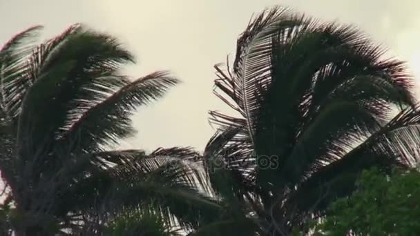 Пальмові дерева сірий хмари в небі на пляжі в Мальдіви. — стокове відео