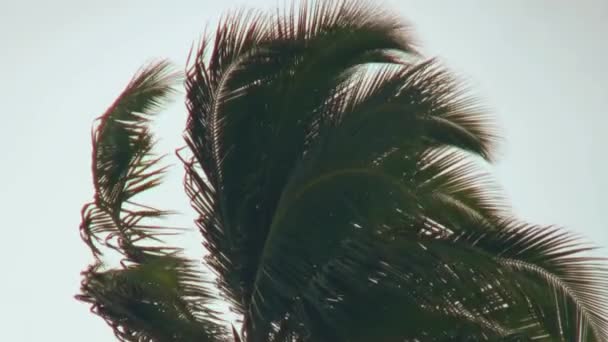 Palm bomen grijze wolken in de lucht op het strand in de Maldiven. — Stockvideo