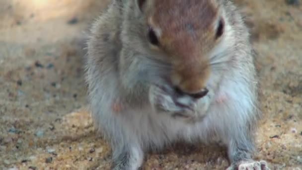 다람쥐는 몰디브에서 너트 gnaws. — 비디오