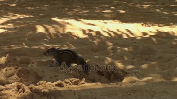 Белка грызет орехи на песке на Мальдивах . — стоковое видео