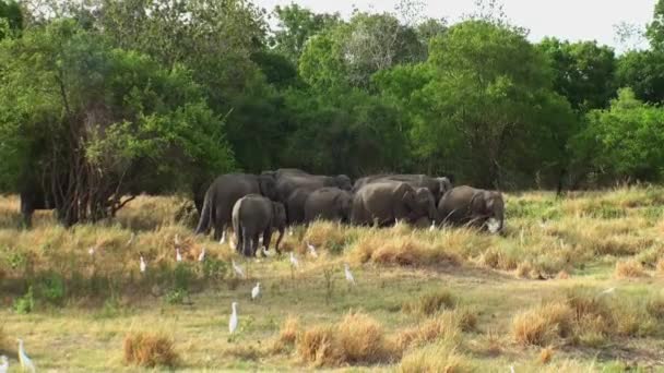 Familie van de olifant in de Maldiven. — Stockvideo