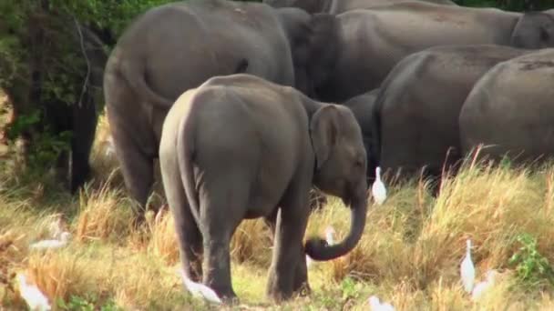 Elefantenfamilie auf den Malediven. — Stockvideo