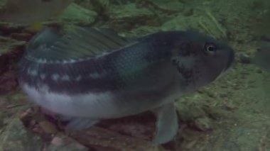 Yeni Zelanda açık deniz dibinin su altında arka plan üzerinde benzersiz güzel balık.