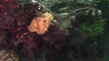 Benzersiz güzel arka plan açık deniz dibinin su altında Yeni Zelanda.