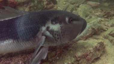 Yeni Zelanda açık deniz dibinin su altında arka plan üzerinde benzersiz güzel balık.