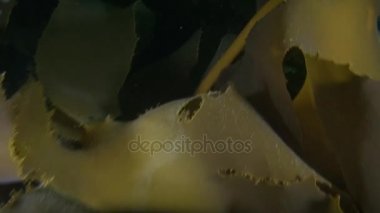 Yeni Zelanda sualtı deniz dibinin arka plan üzerinde deniz yosunu Laminarya.