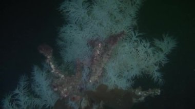 Yeni Zelanda sualtı deniz dibinin arka plan üzerinde benzersiz flora.