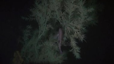 Yeni Zelanda açık deniz dibinin su altında arka plan üzerinde kırmızı snapper Lucian balık.