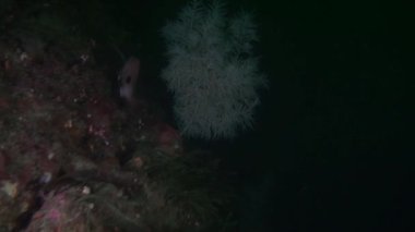 Yeni Zelanda açık deniz dibinin su altında arka plan üzerinde kırmızı snapper Lucian balık.