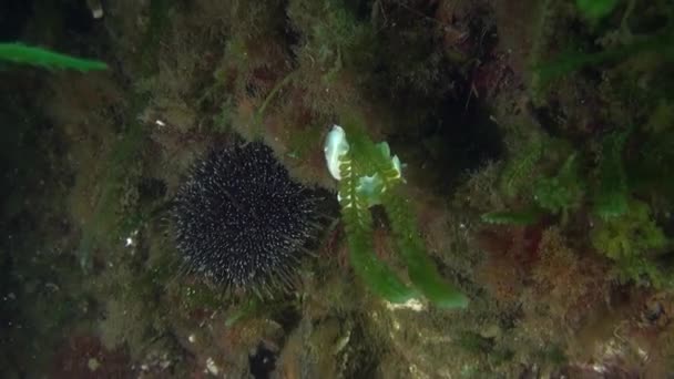 Λευκό Nudibranch γυμνοσάλιαγκα και αχινός υποβρύχια της Νέας Ζηλανδίας. — Αρχείο Βίντεο