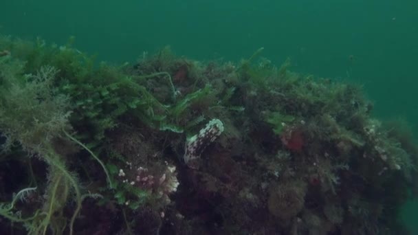 Yeni Zelanda açık deniz dibinin su altında arka plan üzerinde benzersiz güzel balık. — Stok video