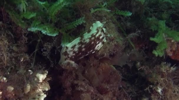 Unik vacker fisk på bakgrund av tydliga havsbotten under vattnet i Nya Zeeland. — Stockvideo
