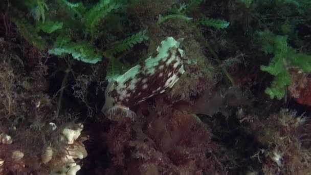 Peces hermosos únicos en el fondo del fondo marino claro bajo el agua de Nueva Zelanda . — Vídeo de stock