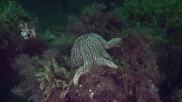 Hermosa estrella de mar en el fondo del fondo marino claro bajo el agua de Nueva Zelanda . — Vídeo de stock