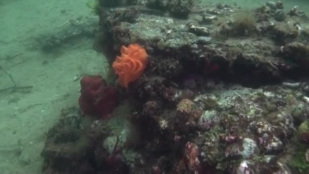 Unique beautiful background of clear seabed underwater of New Zealand. — Stock Video