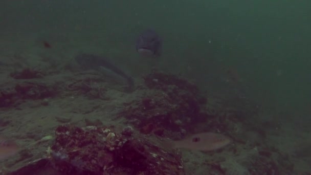 Peces hermosos únicos en el fondo del fondo marino claro bajo el agua de Nueva Zelanda . — Vídeo de stock
