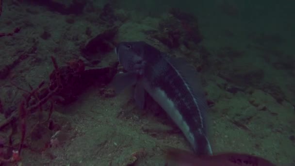 Unique beautiful fish on background of clear seabed underwater of New Zealand. — Stock Video