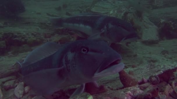 Peces hermosos únicos en el fondo del fondo marino claro bajo el agua de Nueva Zelanda . — Vídeos de Stock