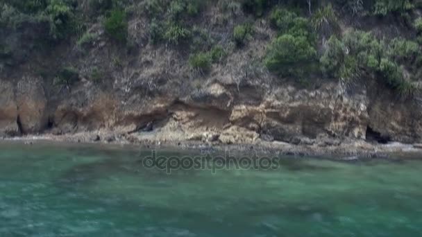 Zeebeer aan de kust op de achtergrond van de heldere water van Nieuw-Zeeland. — Stockvideo