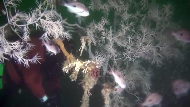 Fiskstim på bakgrunden färgglada koraller under vattnet på havet i Nya Zeeland. — Stockvideo
