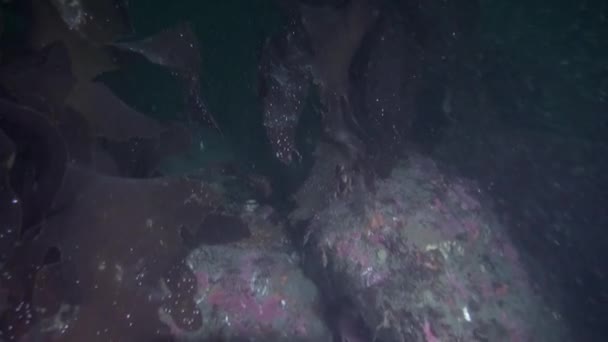 Algues Laminaria sur fond de fonds marins sous-marins de Nouvelle-Zélande . — Video