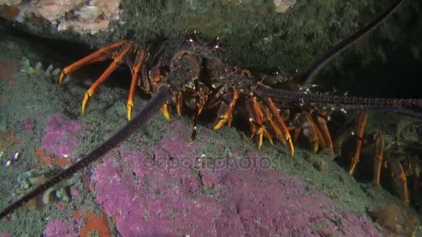 Big red langoust lobster in search of food. — Stock Video