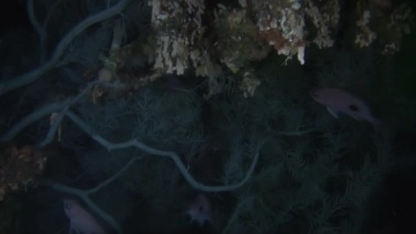Red snapper Lucian peixe no fundo do fundo do fundo do mar subaquático claro da Nova Zelândia . — Vídeo de Stock