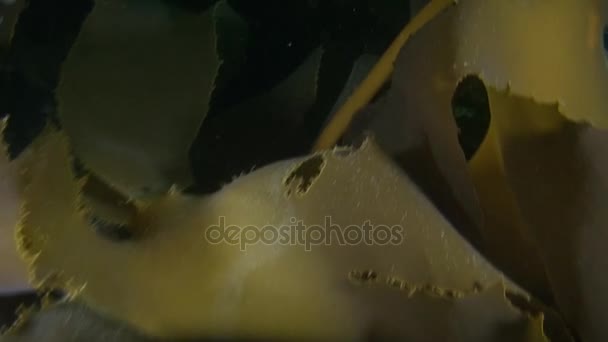 Algues Laminaria sur fond de fonds marins sous-marins de Nouvelle-Zélande .