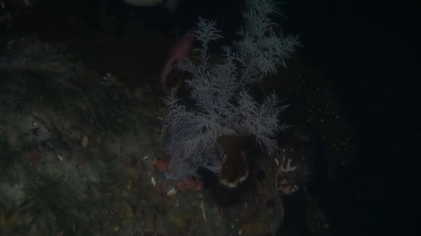 Unik vacker fisk havsbotten under vattnet i Nya Zeeland. — Stockvideo