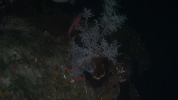 Único hermoso fondo marino de peces bajo el agua de Nueva Zelanda . — Vídeo de stock