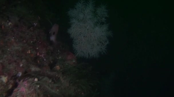 Röd snapper Lucian fisk på bakgrund av tydliga havsbotten under vattnet i Nya Zeeland. — Stockvideo