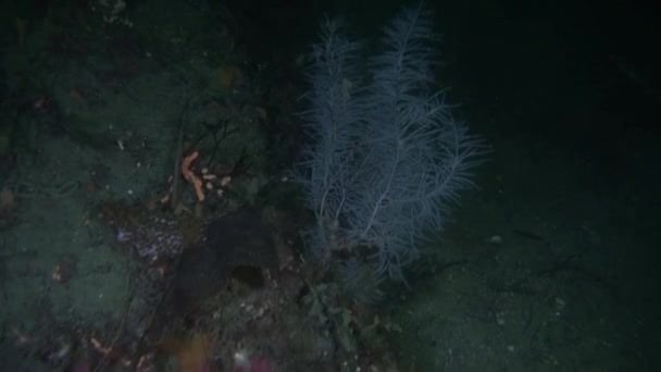 Egyedi gyönyörű hal tengerfenék víz alatti, Új-Zéland. — Stock videók