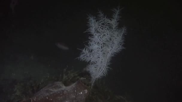 Benzersiz güzel balık deniz dibinin su altında Yeni Zelanda. — Stok video