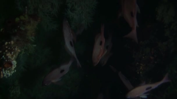 Pargo rojo Peces lucianos sobre el fondo del fondo marino claro bajo el agua de Nueva Zelanda . — Vídeos de Stock