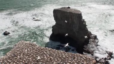 Yeni Zelanda'da deniz manzarası arka plan üzerinde sahil kayalarda kuşlar.