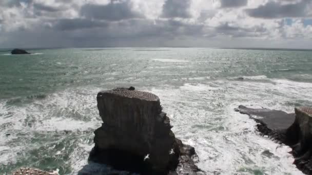 Yeni Zelanda'da deniz manzarası arka plan üzerinde sahil kayalarda kuşlar. — Stok video