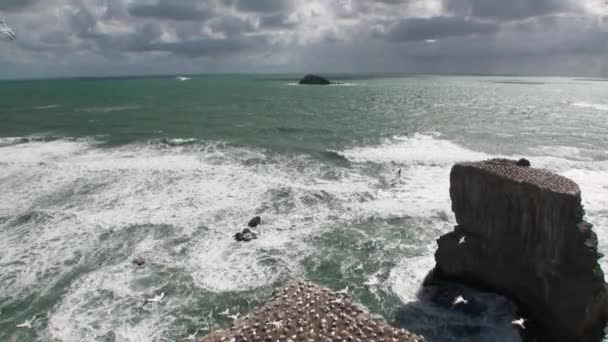 Aves na costa rochas no fundo da paisagem marinha na Nova Zelândia . — Vídeo de Stock