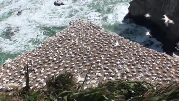 Yeni Zelanda'da deniz manzarası arka plan üzerinde sahil kayalarda kuşlar. — Stok video