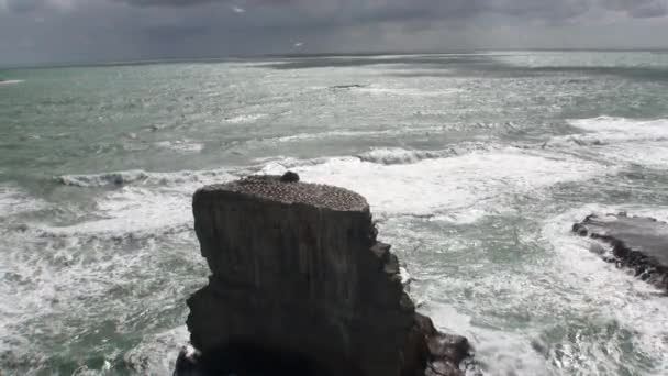 Uccelli sulla costa rocce sullo sfondo del paesaggio marino in Nuova Zelanda . — Video Stock