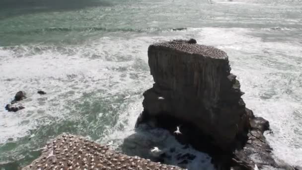 Ptaki na skały coast na tle seascape w Nowej Zelandii. — Wideo stockowe