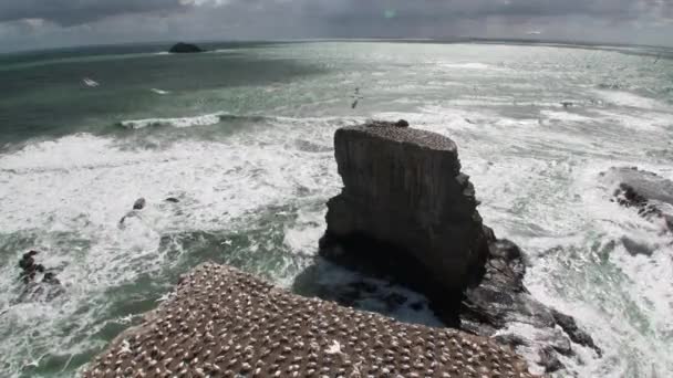 Πουλιά πάνω στα βράχια της ακτής στο φόντο του Θαλασσογραφία στη Νέα Ζηλανδία. — Αρχείο Βίντεο