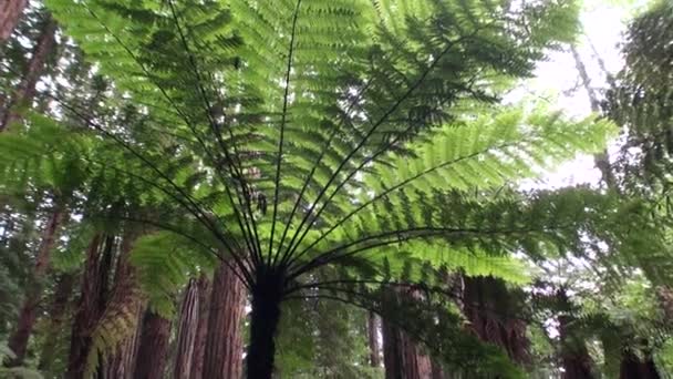 Forest in verbazingwekkende landschap in Nieuw-Zeeland. — Stockvideo