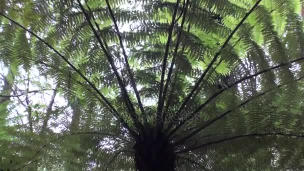 Forest in verbazingwekkende landschap in Nieuw-Zeeland. — Stockvideo