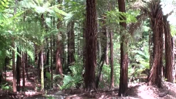 Las w niesamowity krajobraz w Nowej Zelandii. — Wideo stockowe