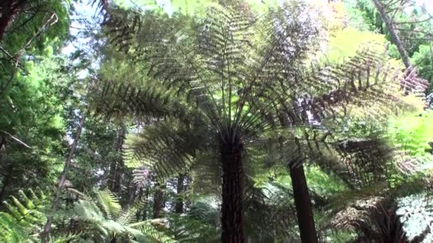 Forest in verbazingwekkende landschap in Nieuw-Zeeland. — Stockvideo