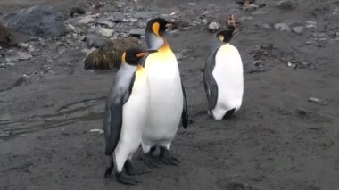 Üç imparatorluk penguenler Antartika'da Falkland Islands.